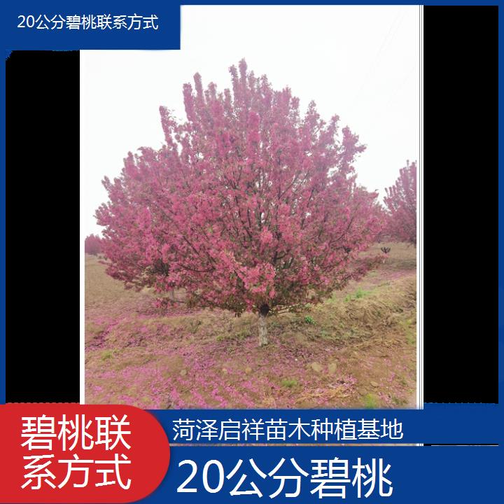 威海20公分碧桃联系方式-2024+排名一览