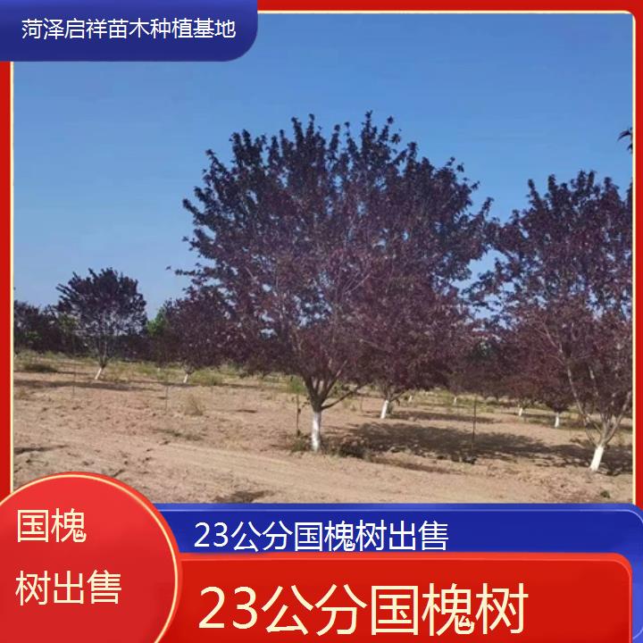 毕节23公分国槐树出售-2024+排名一览