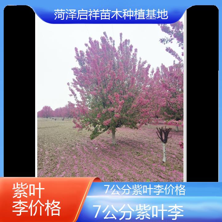 阿坝7公分紫叶李价格-2024+排名一览