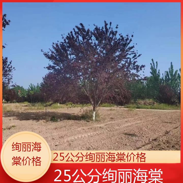 武威25公分绚丽海棠价格-2024+排名一览