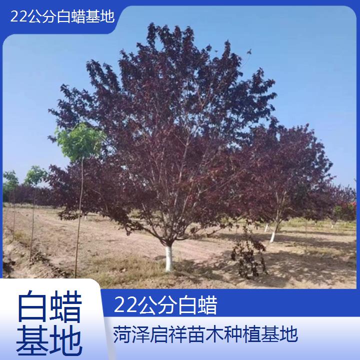 桂林22公分白蜡基地-2024+排名一览