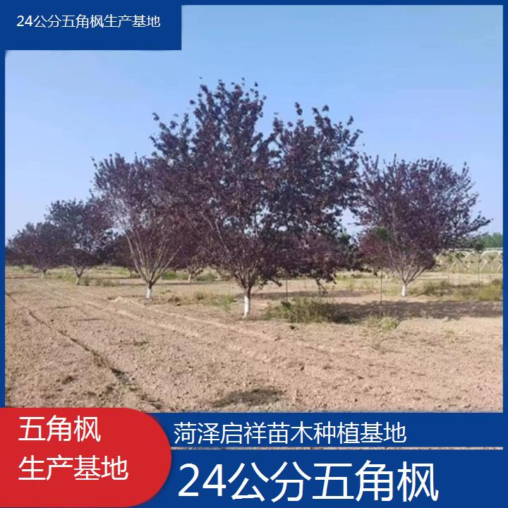 莱芜24公分五角枫生产基地-2024+排名一览