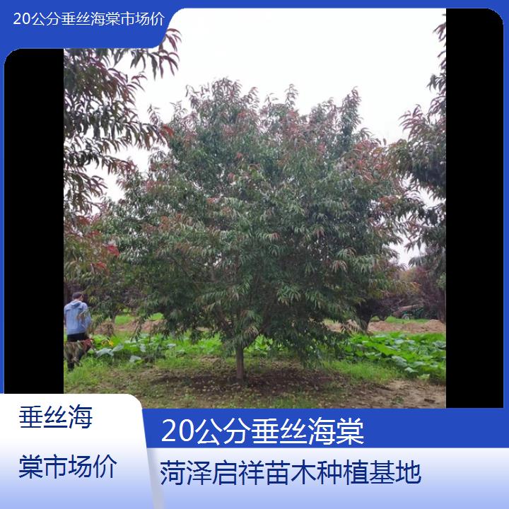 丽江20公分垂丝海棠市场价-2024+排名一览