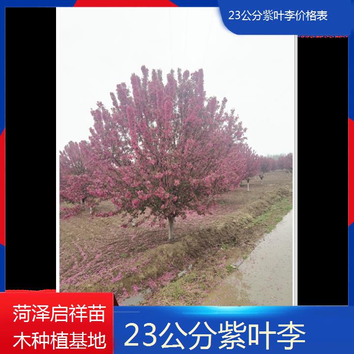 信阳23公分紫叶李价格表-2024+排名一览