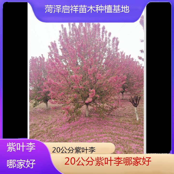 厦门20公分紫叶李哪家好-2024+排名一览