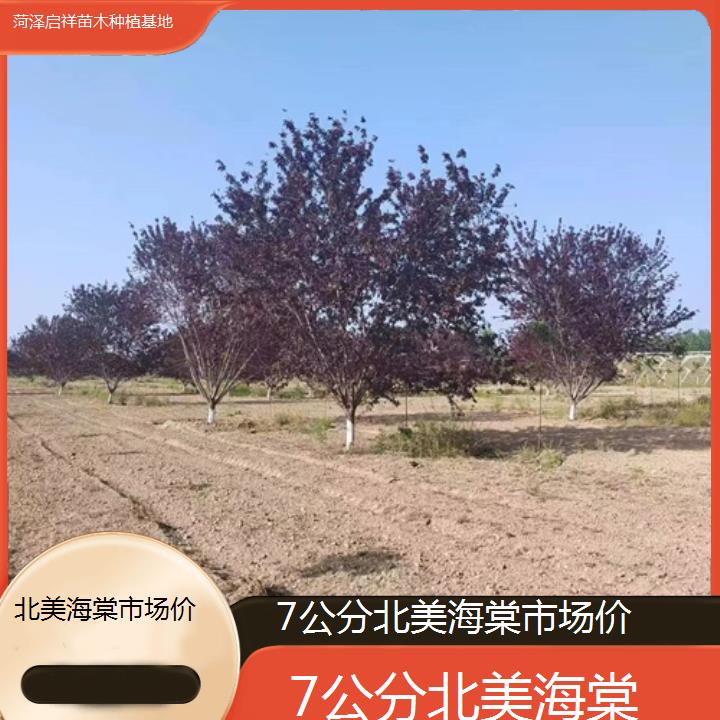 清远7公分北美海棠市场价-2024+排名一览