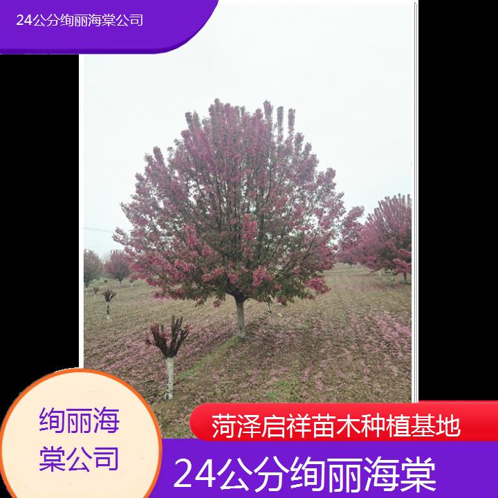 广州24公分绚丽海棠公司-2024+排名一览