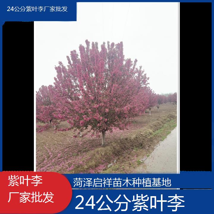 泸州24公分紫叶李厂家批发-2024+排名一览