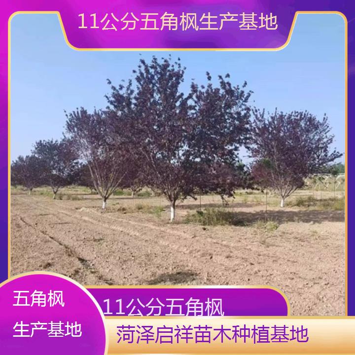 杭州11公分五角枫生产基地-2024+排名一览