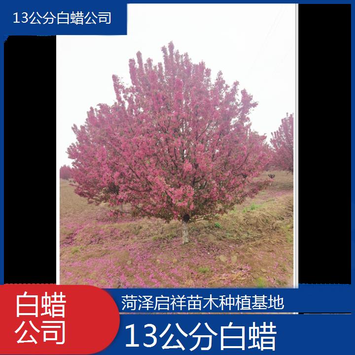 鹤岗13公分白蜡公司-2024+排名一览