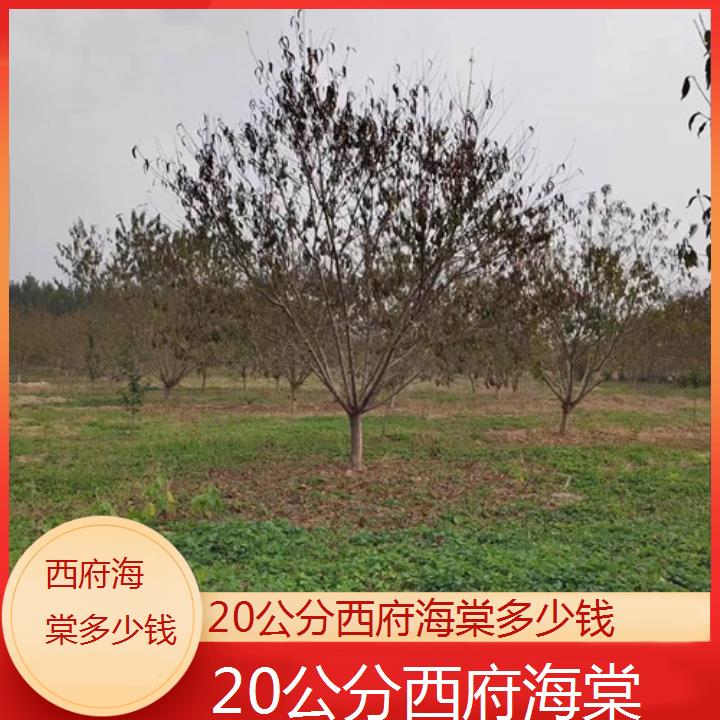 红河20公分西府海棠多少钱-2024+排名一览