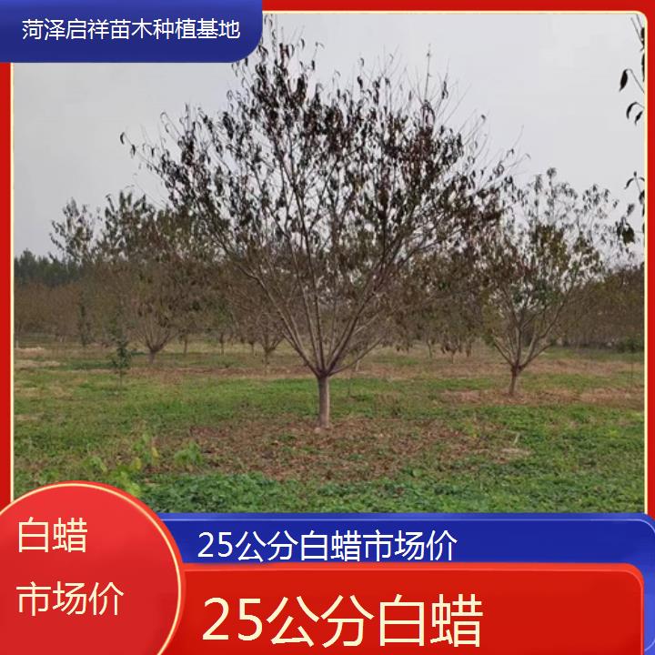 镇江25公分白蜡市场价-2024+排名一览