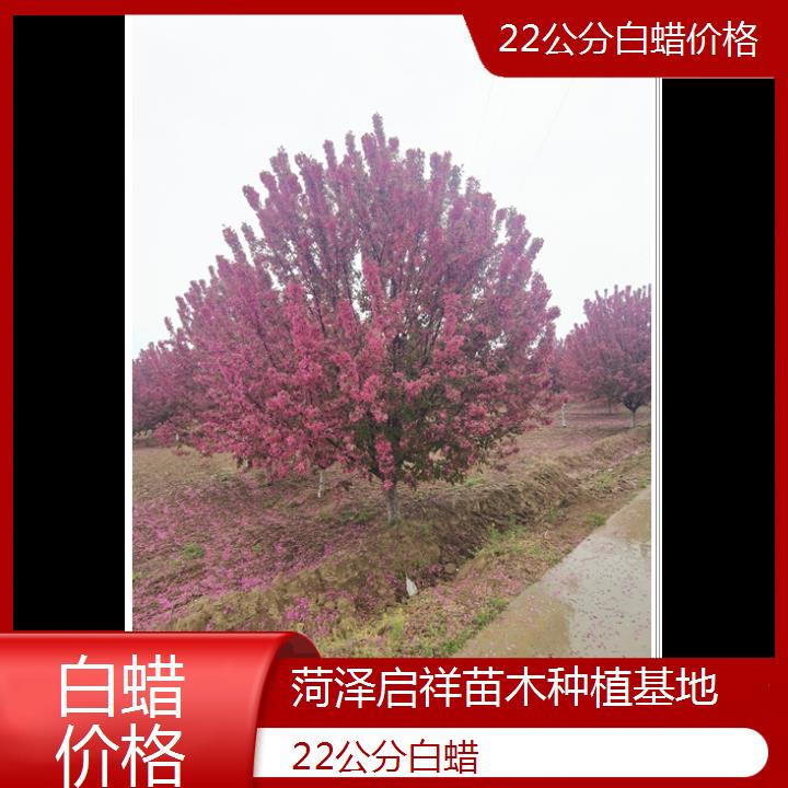 濮阳22公分白蜡价格-2024+排名一览