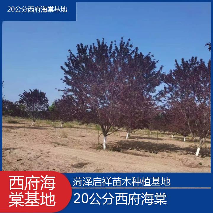 丽江20公分西府海棠基地-2024+排名一览