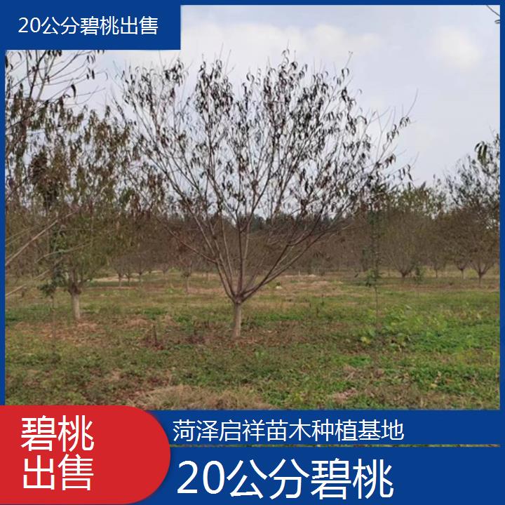 黔西20公分碧桃出售-2024+排名一览