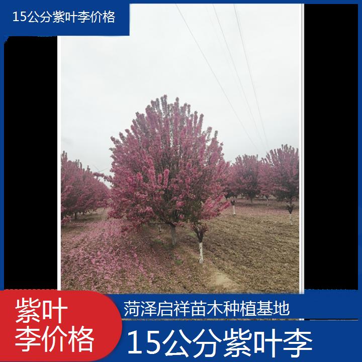 乌兰察布15公分紫叶李价格-2024+排名一览