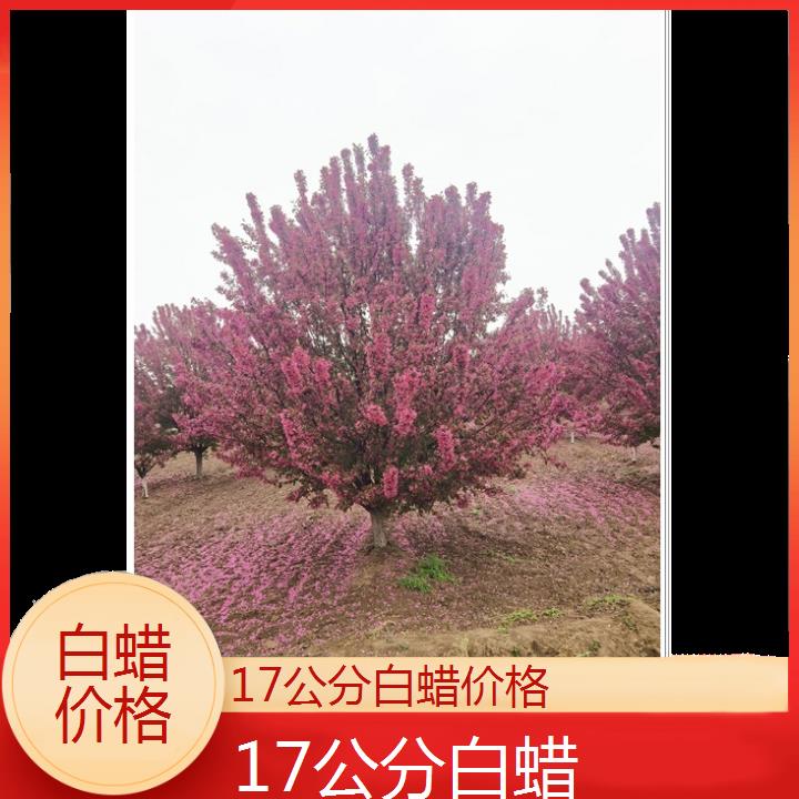 肇庆17公分白蜡价格-2024+排名一览