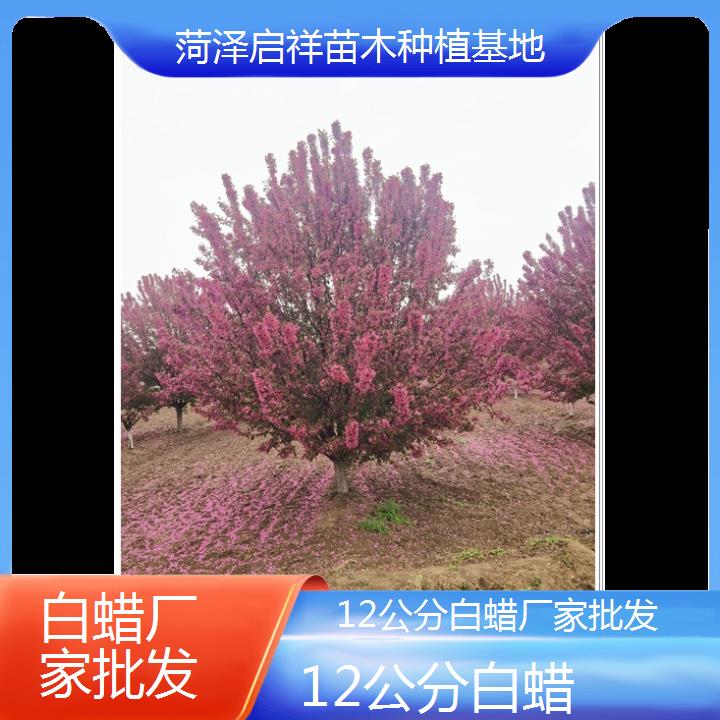 白城12公分白蜡厂家批发-2024+排名一览