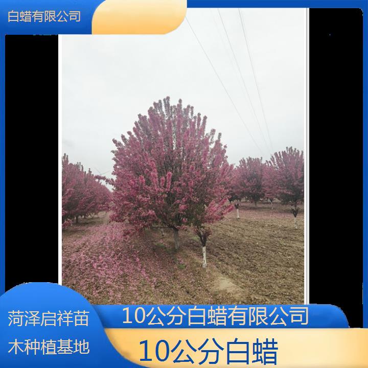 吐鲁番10公分白蜡有限公司-2024+排名一览