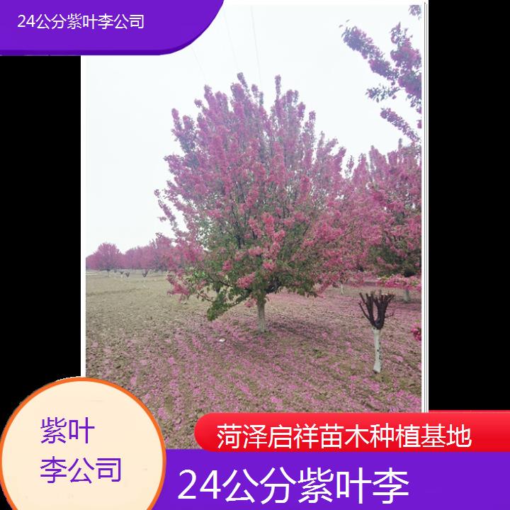 贵阳24公分紫叶李公司-2024+排名一览