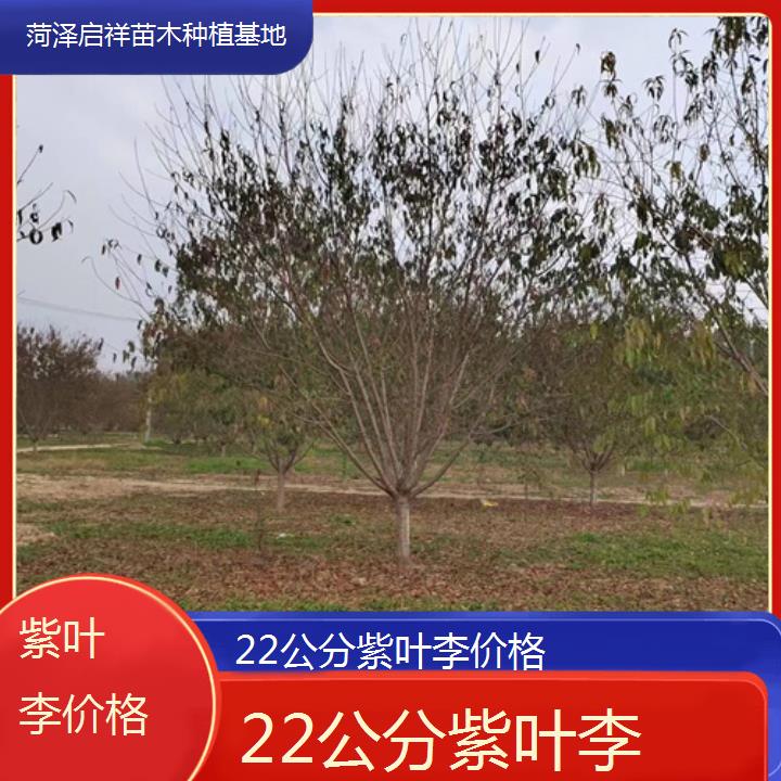 平凉22公分紫叶李价格-2024+排名一览