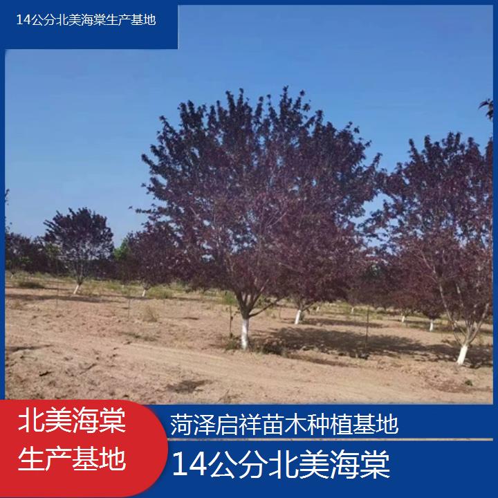 六安14公分北美海棠生产基地-2024+排名一览