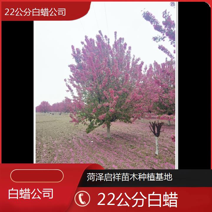 忻州22公分白蜡公司-2024+排名一览