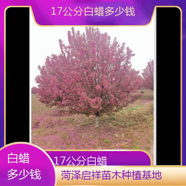 芜湖17公分白蜡多少钱-2024+排名一览