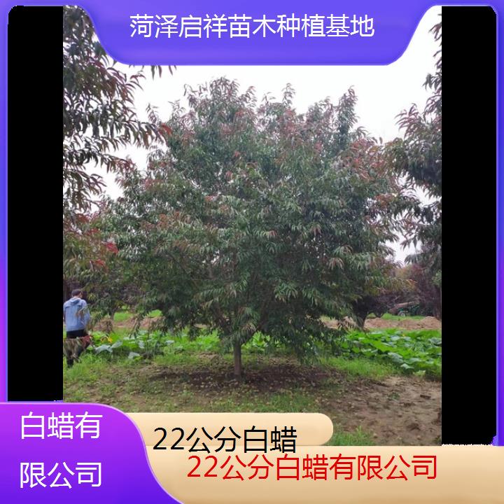 阳泉22公分白蜡有限公司-2024+排名一览