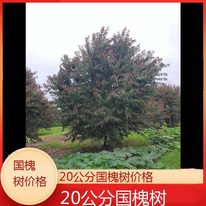 果洛20公分国槐树价格-2024+排名一览