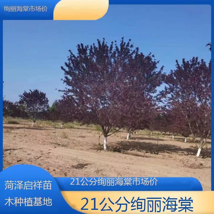 廊坊21公分绚丽海棠市场价-2024+排名一览