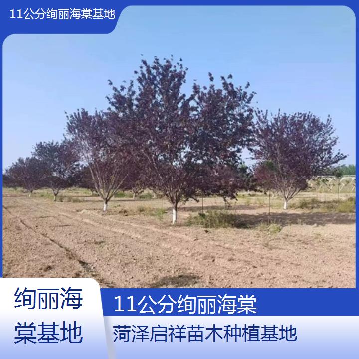 滁州11公分绚丽海棠基地-2024+排名一览