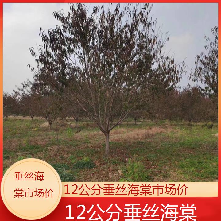 滁州12公分垂丝海棠市场价-2024+排名一览