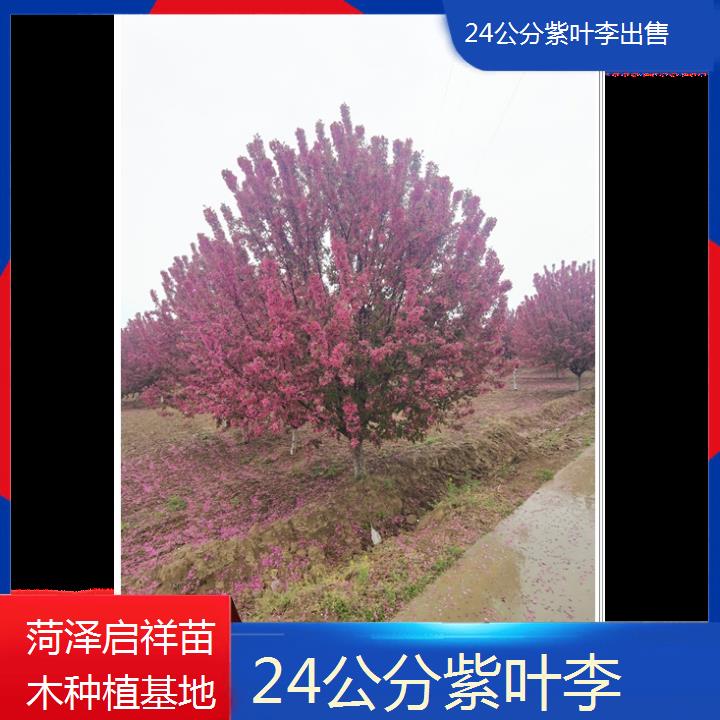 天水24公分紫叶李出售-2024+排名一览