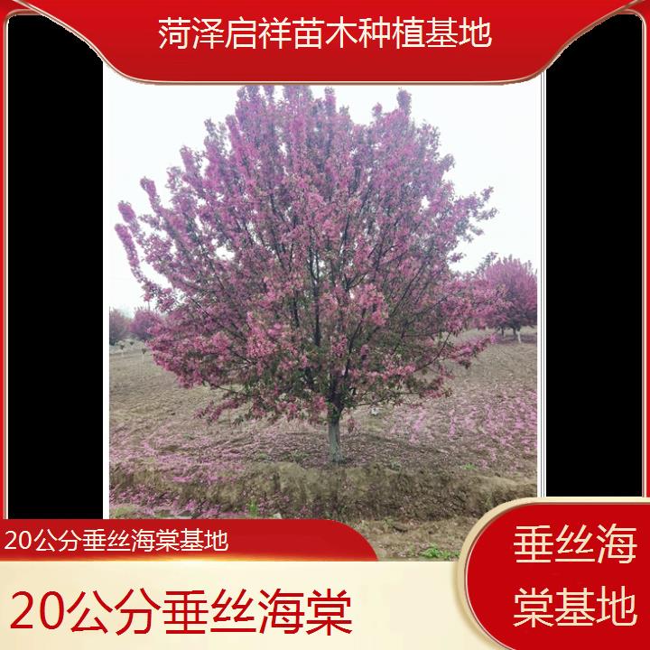 三亚20公分垂丝海棠基地-2024+排名一览