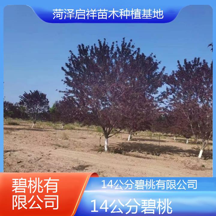 河池14公分碧桃有限公司-2024+排名一览