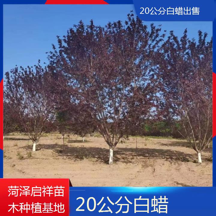 广安20公分白蜡出售-2024+排名一览