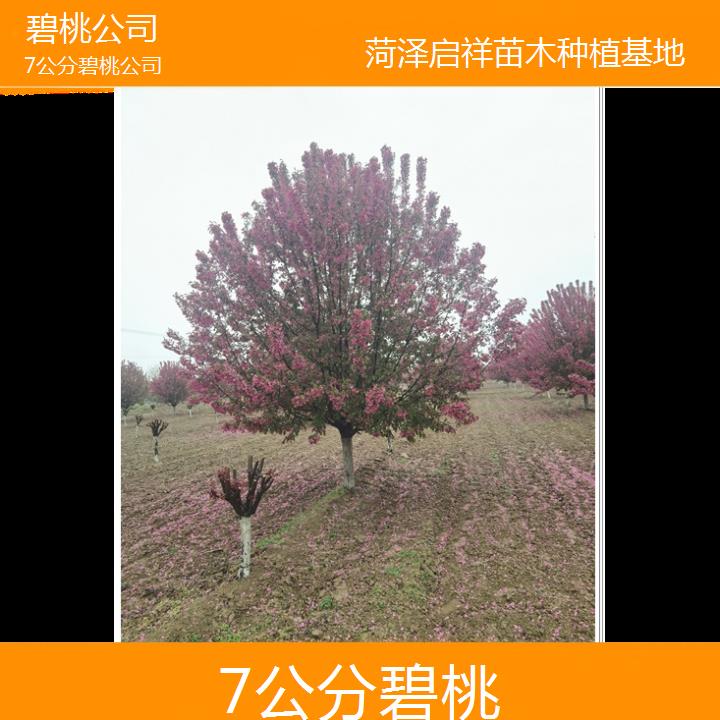 运城7公分碧桃公司-2024+排名一览