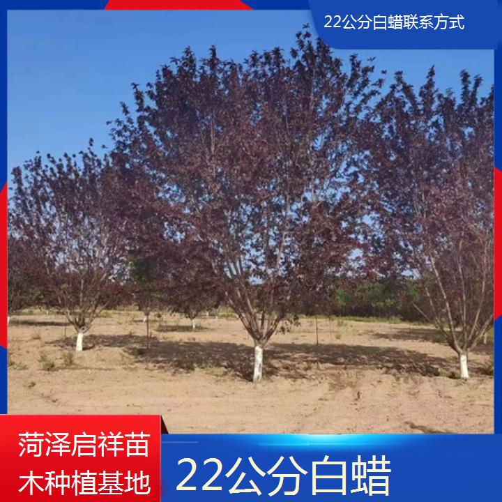 大理22公分白蜡联系方式-2024+排名一览