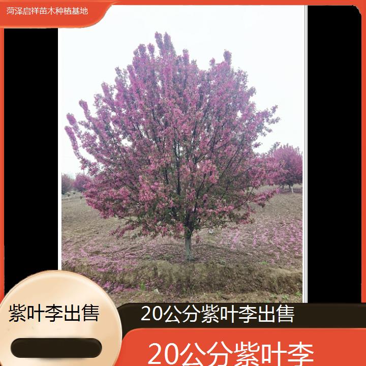 通辽20公分紫叶李出售-2024+排名一览