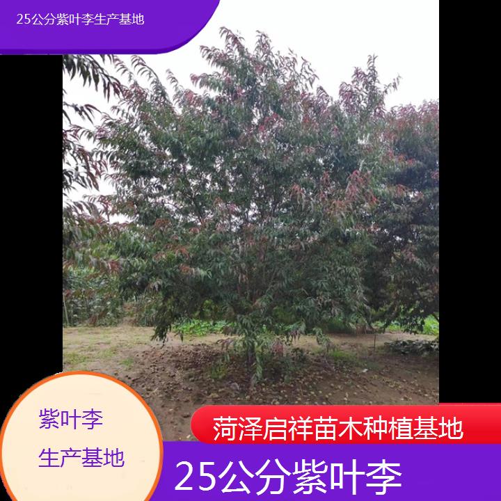 伊犁25公分紫叶李生产基地-2024+排名一览