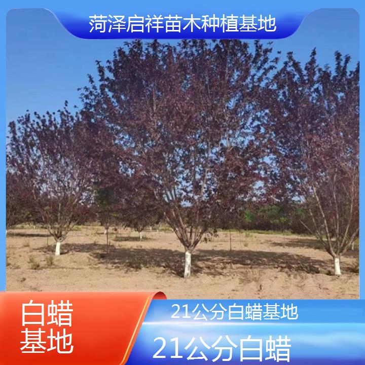 甘南21公分白蜡基地-2024+排名一览