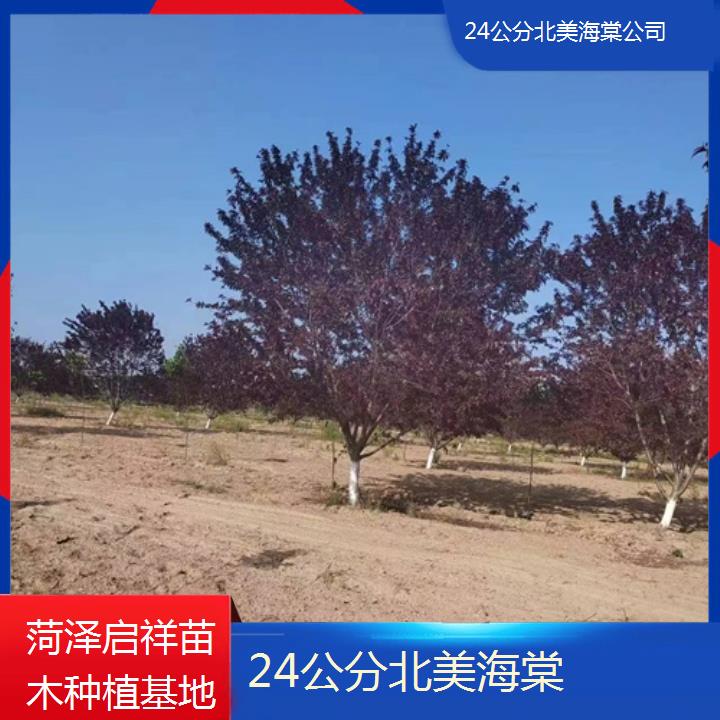 阿坝24公分北美海棠公司-2024+排名一览