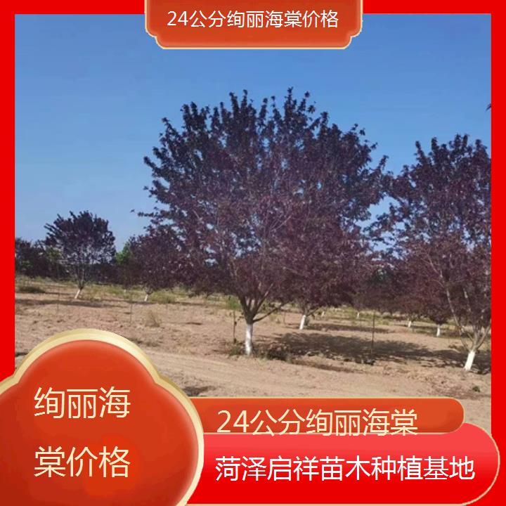 承德24公分绚丽海棠价格-2024+排名一览