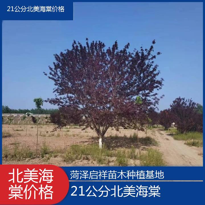 漯河21公分北美海棠价格-2024+排名一览