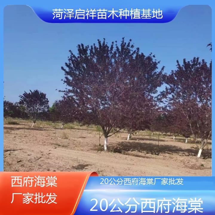 吴忠20公分西府海棠厂家批发-2024+排名一览