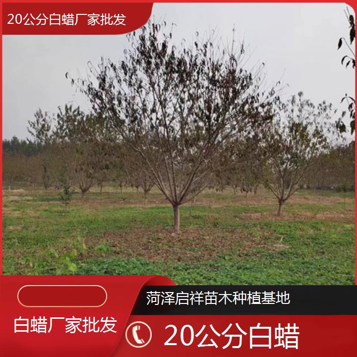 七台河20公分白蜡厂家批发-2024+排名一览