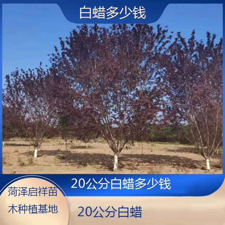 巴中20公分白蜡多少钱-2024+排名一览