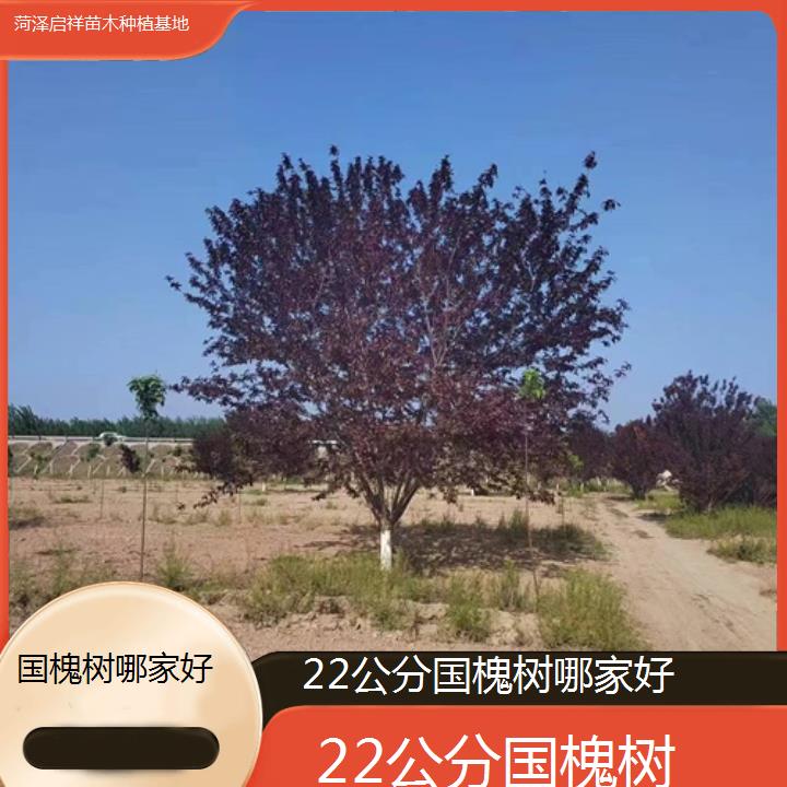 菏泽22公分国槐树哪家好-2024+排名一览