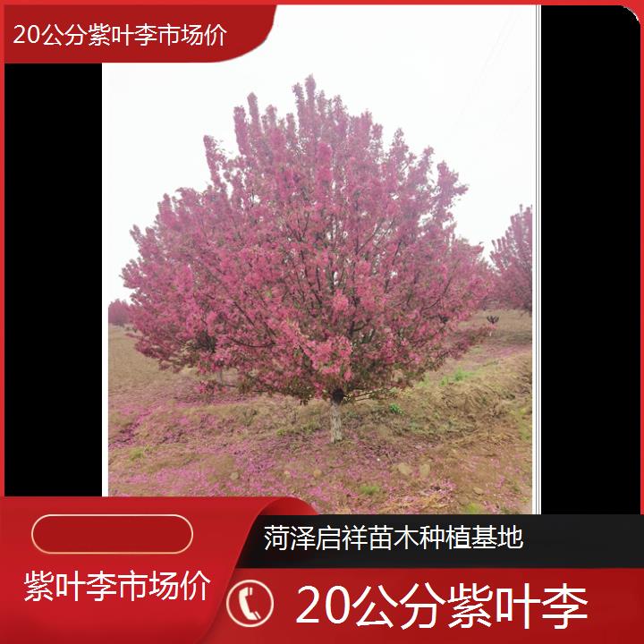 龙岩20公分紫叶李市场价-2024+排名一览